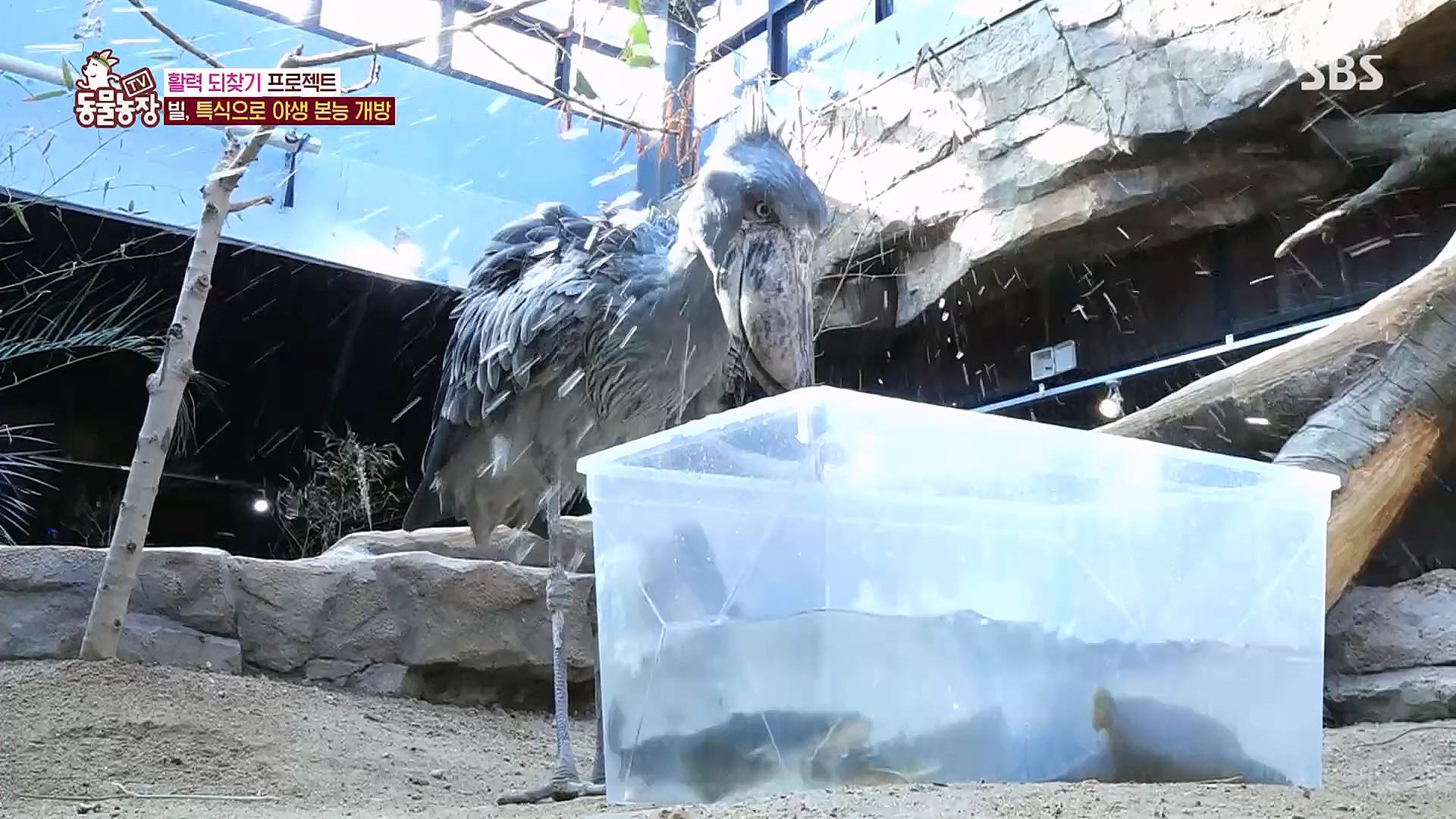 TV 동물농장.E1106.230129p.H264-F1RST.mp4_20230130_192738.383.jpg