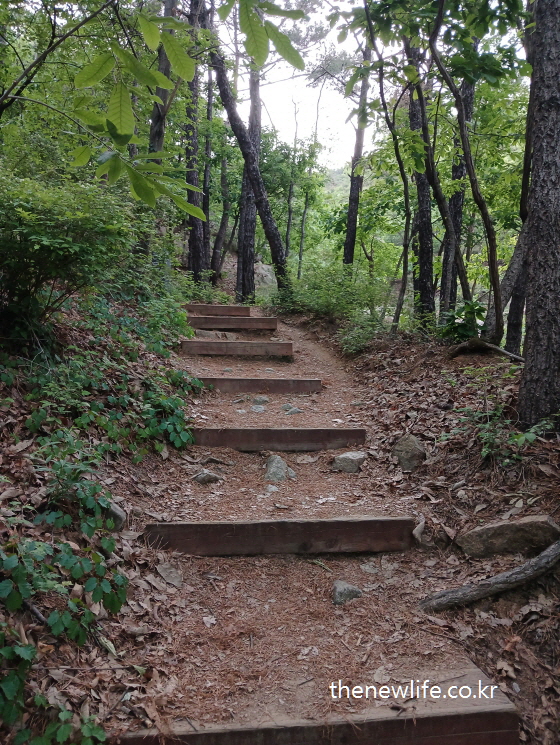Wooden step trail in a forest – moderate hiking course for fat burning-숲속에 나무 계단이 놓인 등산로 – 뱃살을 태우기에 좋은 중간 난이도 코스