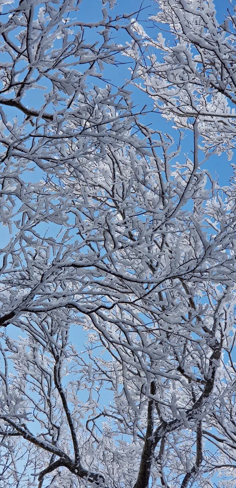 제주 한라산 설경 눈꽃