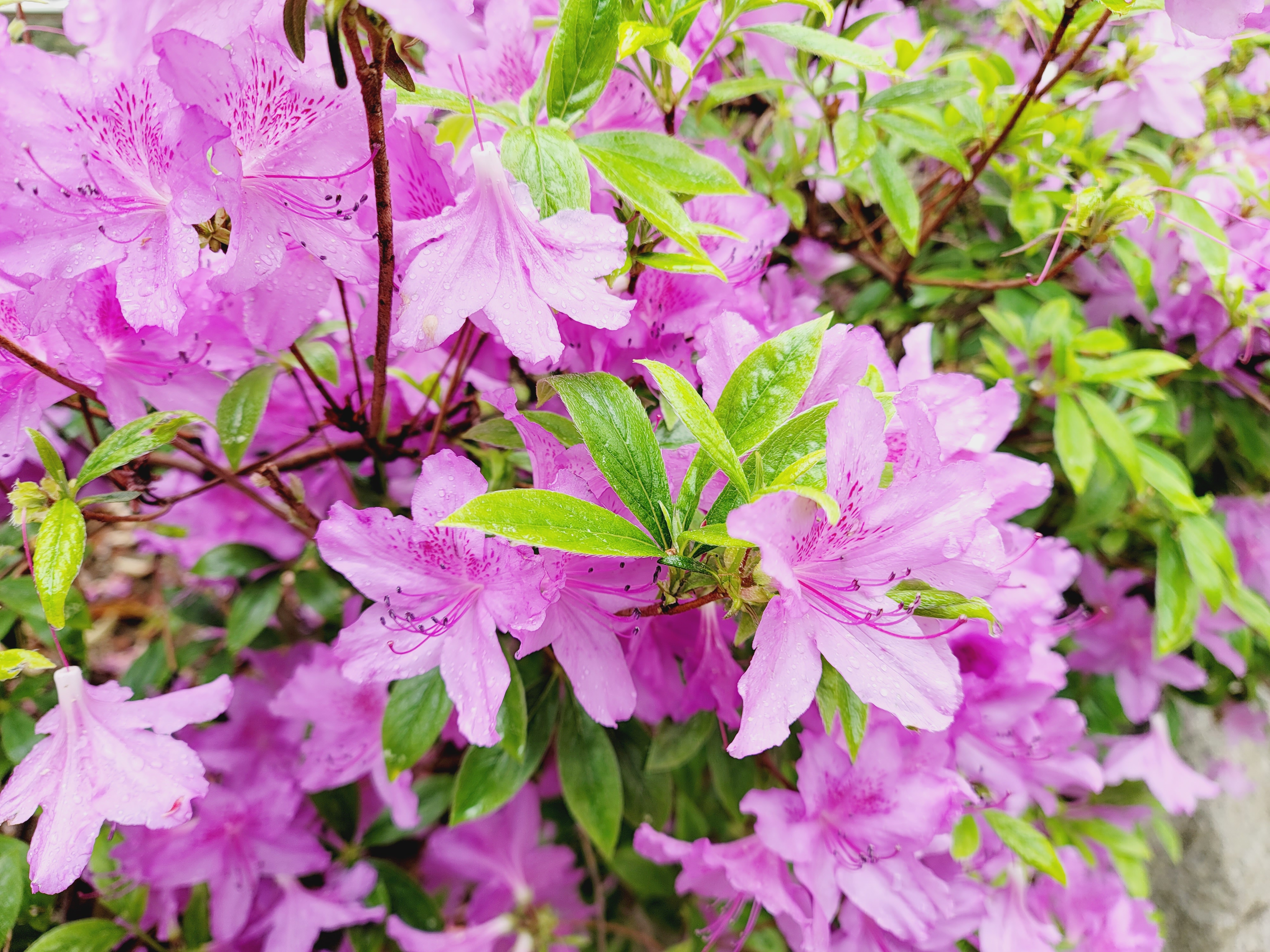 산철쭉 화단접대 42