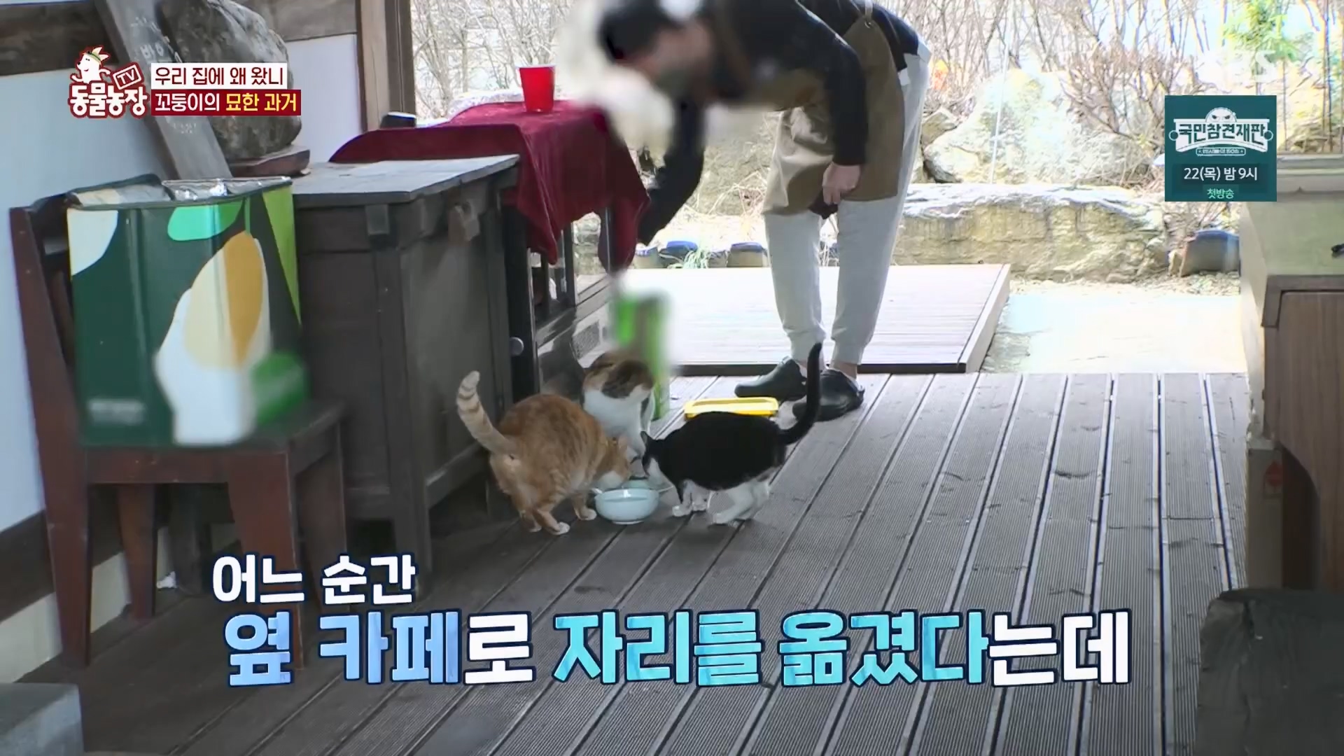 TV 동물농장.E1159.240218p.H264-F1RST.mp4_20240218_170007.149.jpg