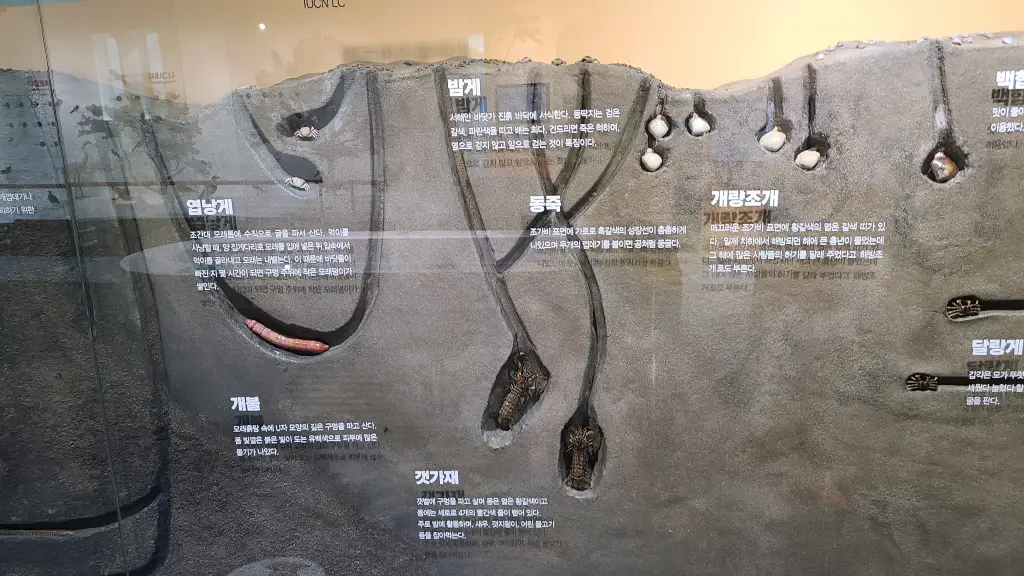 갯벌속 생물들이 어느 위치에 있는지를 한눈에 볼 수 있는 사진