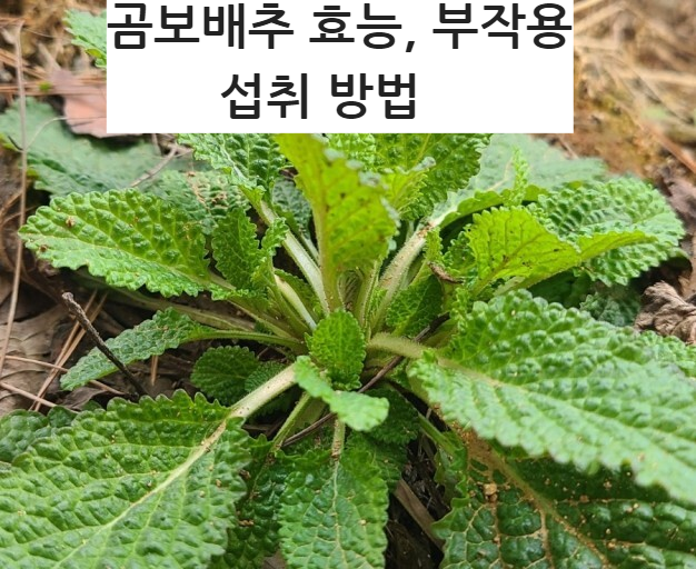 곰보배추