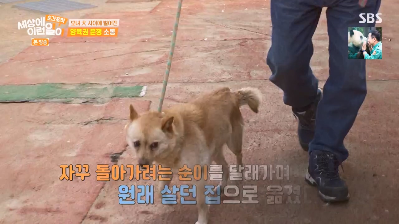 순간포착 세상에 이런일이.E1269.240317p-NEXT.mp4_20240317_163606.964.jpg