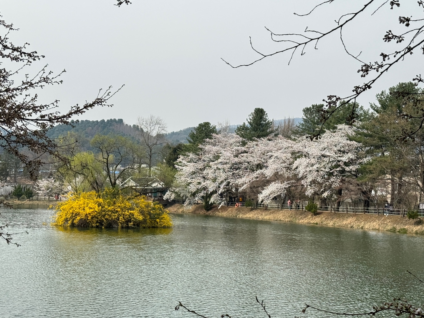 청평 벚꽃축제