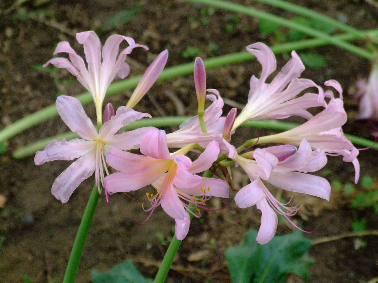 상사화 Lycoris squamigera Maxim. 1855 