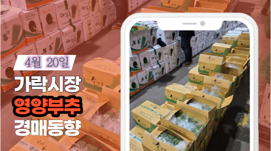  [경매사 일일보고] 4월 20일자 가락시장 영양부추 경매동향을 살펴보겠습니다!