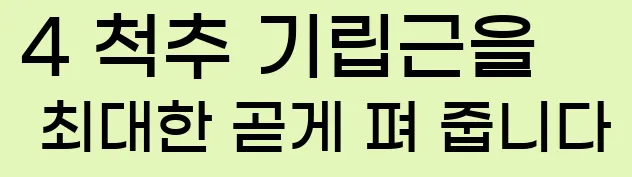  4. 척추 기립근을 최대한 곧게 펴 줍니다.