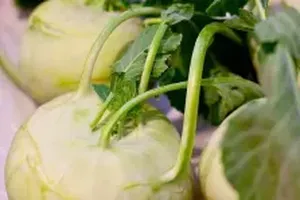 콜라비