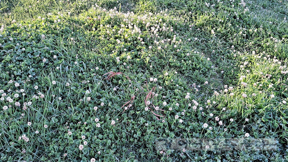 흰꽃 토끼풀(White Clover)