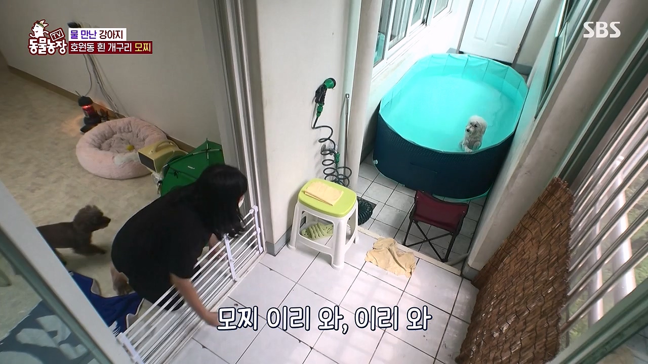 TV 동물농장.E1137.230911p-NEXT.mp4_20230910_183201.943.jpg