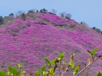 천주산 진달래축제 등산코스 맛집_10