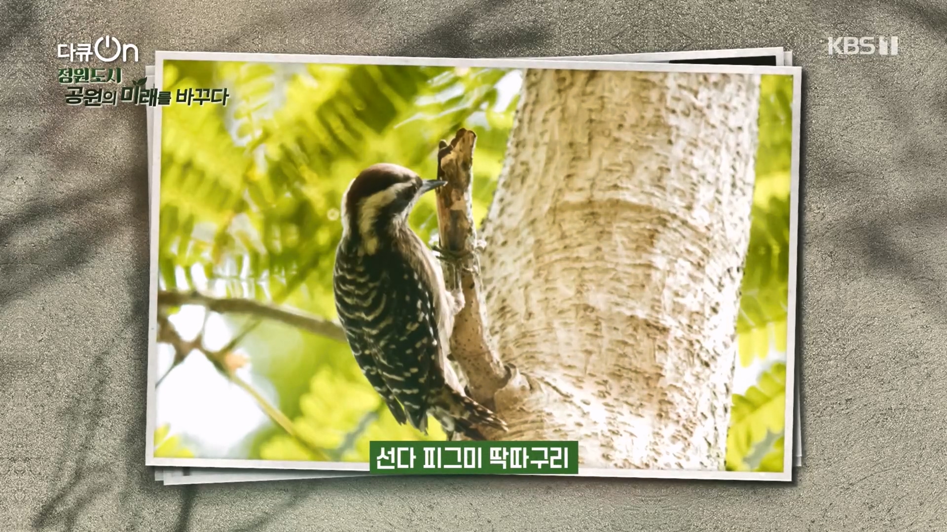 다큐 On.E230.231209p.H264-F1RST.mp4_20231211_195550.714.jpg