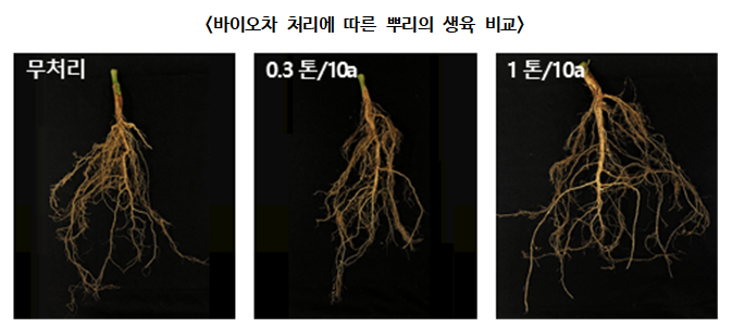 바이오차 처리에 따른 뿌리의 생육 비교