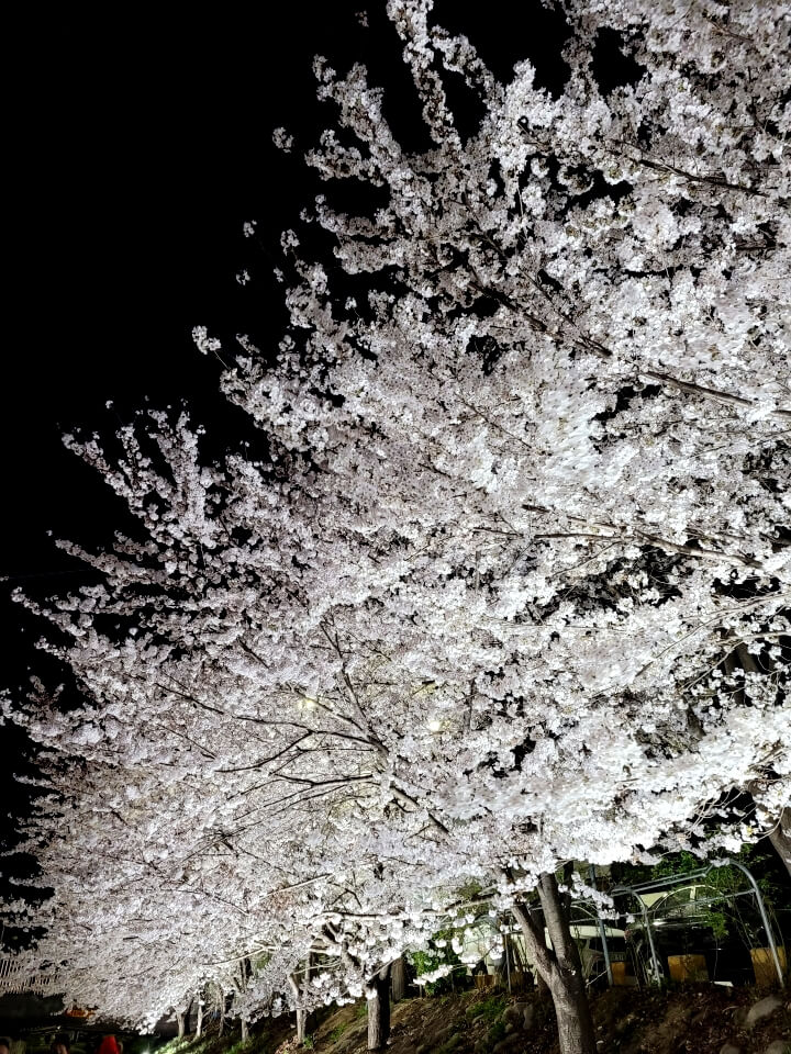원성동 벚꽃