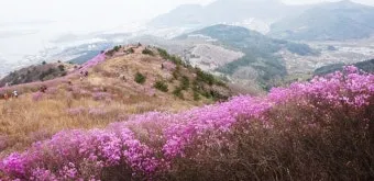 여수 영취산 진달래 축제 2025년_3