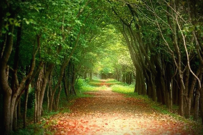 바닥에 낙엽 떨어져 있는 숲 도로