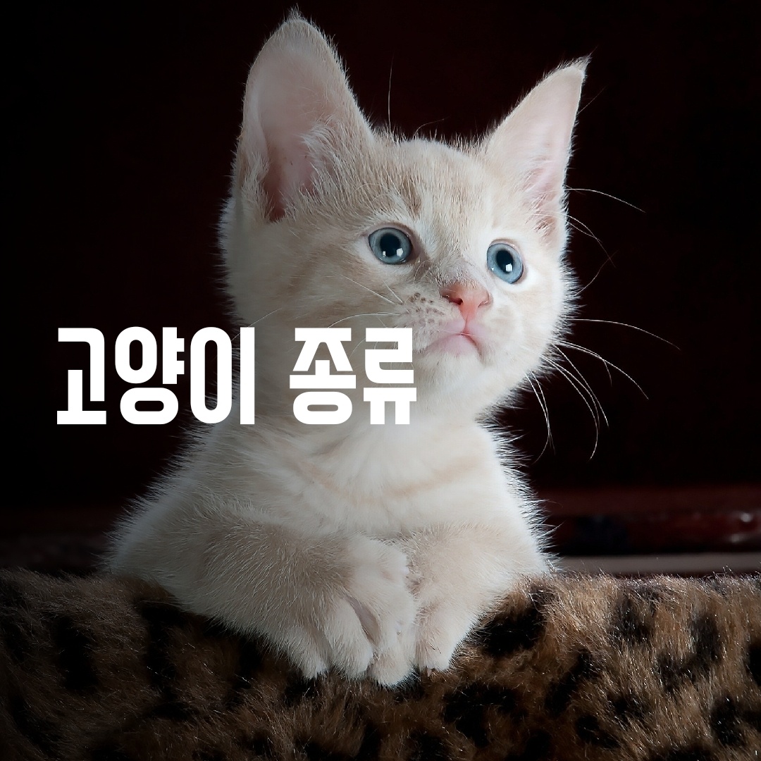  고양이 종류별 사진