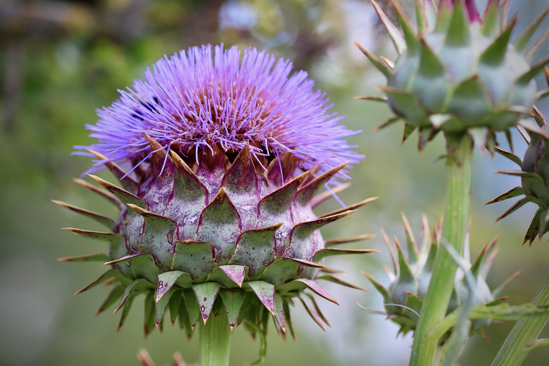  매운닭고기 김치찌개