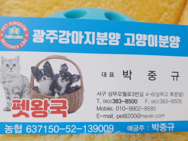 좋은 화이트 포메라니안 광주견분양 사교성 20