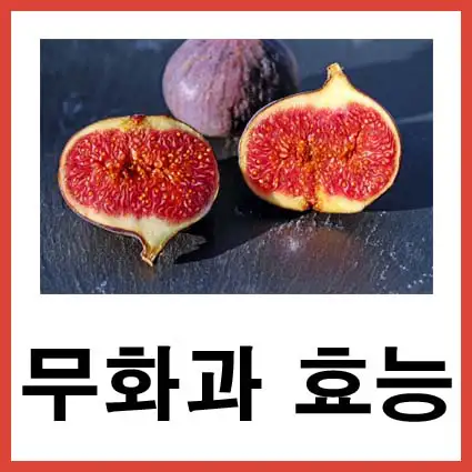 무화과-효능
