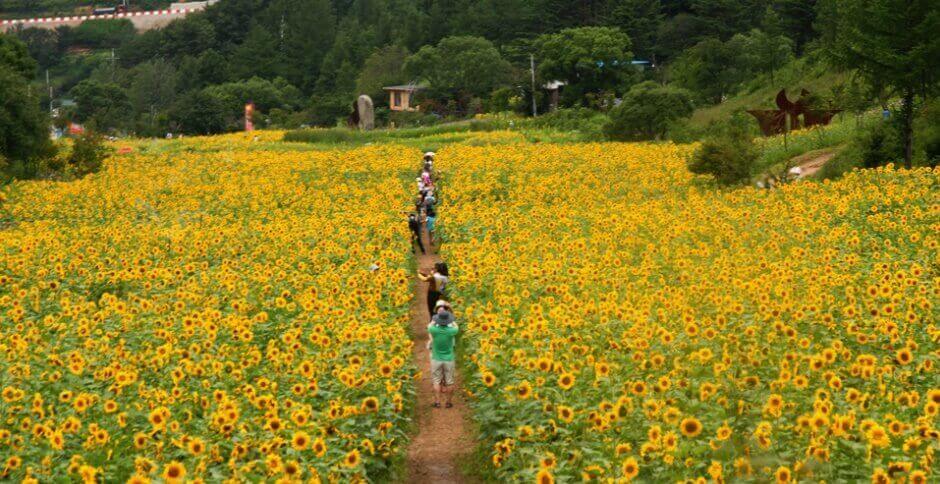 태백해바라기-축제