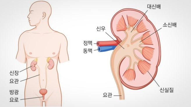 신장위치를-설명하기위해-사람그림과-신장을-확대해서-보여주는-이미지