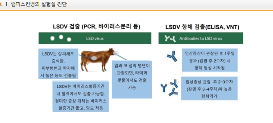 럼피스킨병 백신