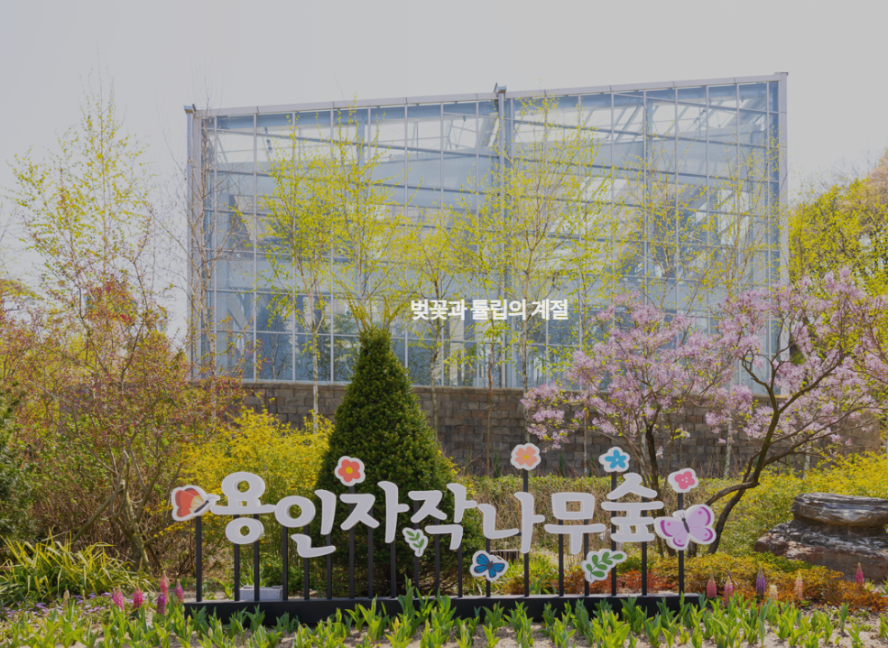 용인 자작나무숲