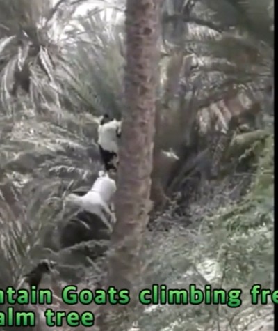 VIDEO:Pupper’s first day at school ㅣ Alaskan Malamute ㅣ Mountain Goats climbing freely on palm tree