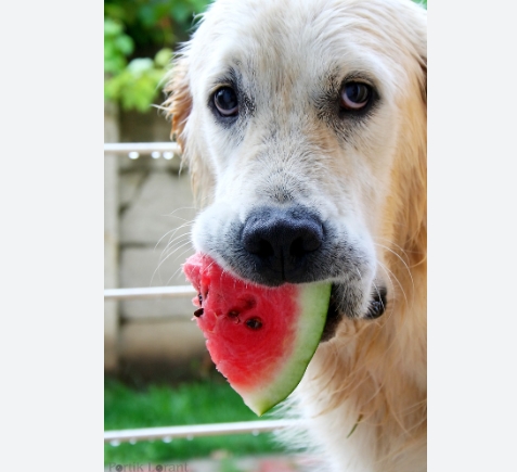 강아지에게 수박을 먹이는 이유