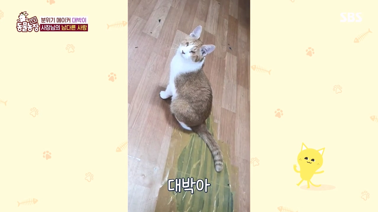 TV 동물농장.E1141.231016p-NEXT.mp4_20231015_174143.584.jpg