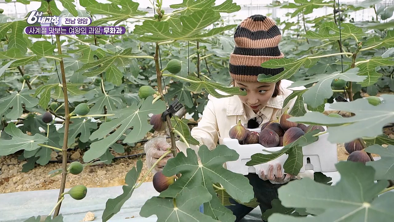 6시 내고향.E7753.230315p-NEXT.mp4_20230315_180924.226.jpg