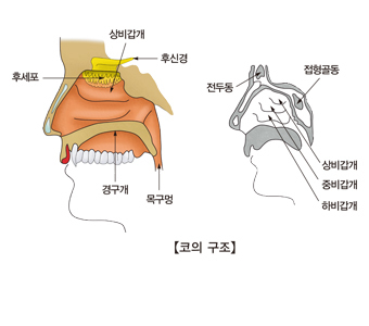 가을철 알레르기 비염 원인&#44; 증상&#44; 예방법