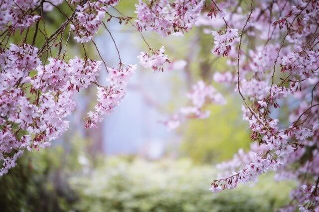 봄꽃 이미지