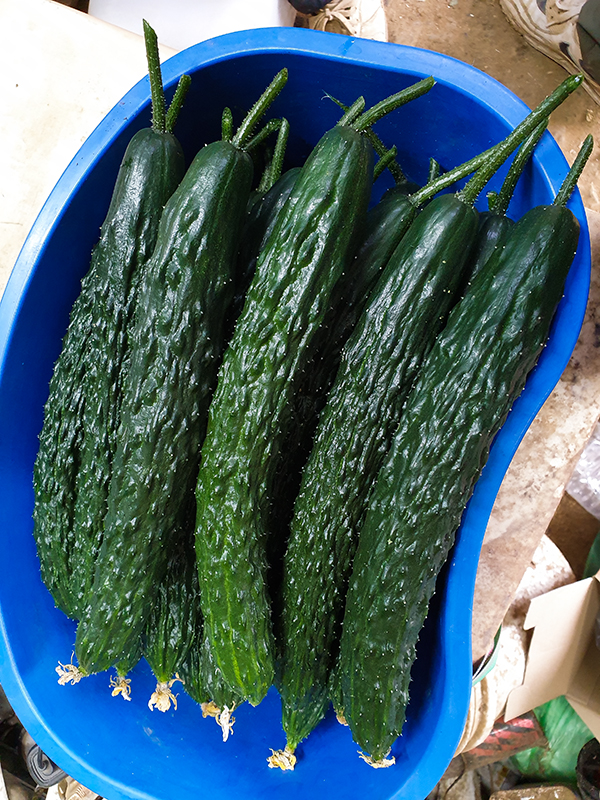 가을 오이 첫 수확과 시금치 파종 준비 1