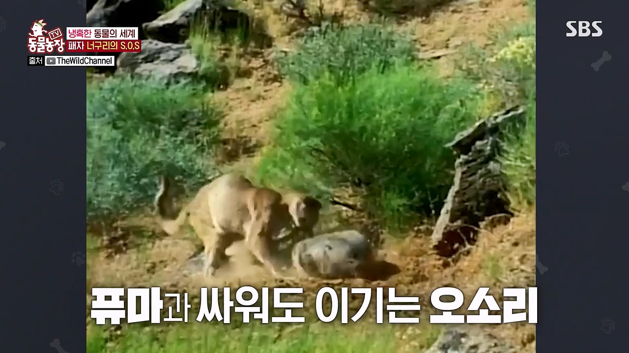 TV 동물농장.E1172.240520p-NEXT.mp4_20240519_163709.748.jpg