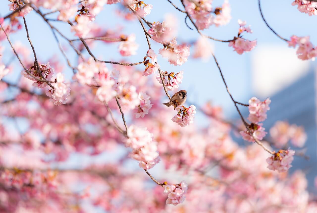 경주 벚꽃 축제