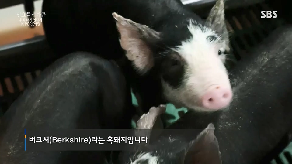 일요 특선 다큐멘터리.E315.230716p.H264-F1RST.mp4_20230717_210619.797.jpg