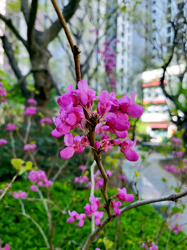 박태기 나무 꽃
