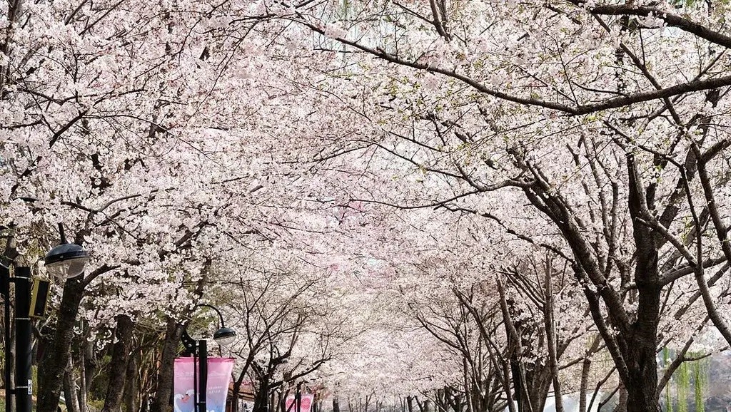 24년 벚꽃축제
전국 꽃축제
전국 벚꽃 명소
전국 벚꽃 개화시기
2024 벚꽃축제
벚꽃개화시기