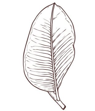 당노톱 주성분인 바나바잎