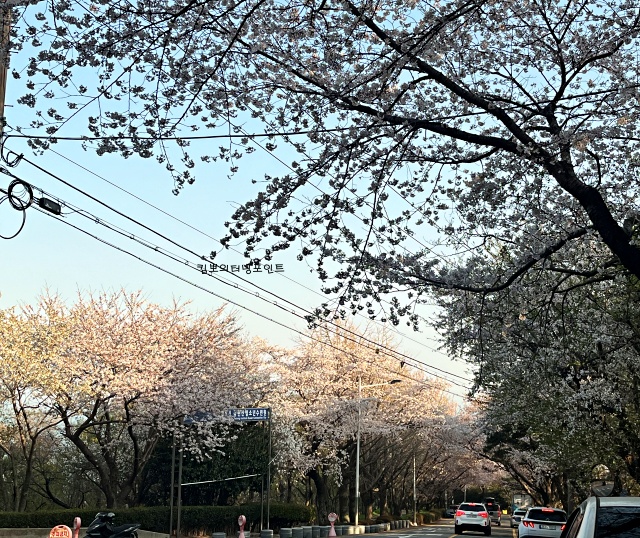 황령산-벚꽃