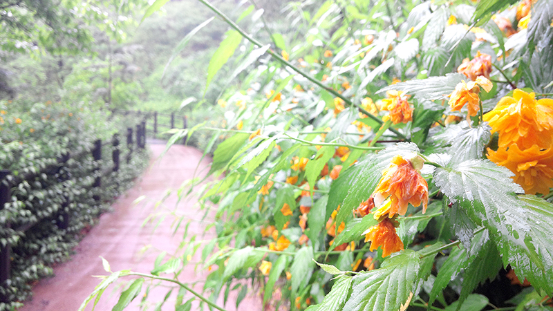우중산책(雨中散策)은 즐거운 산책생활