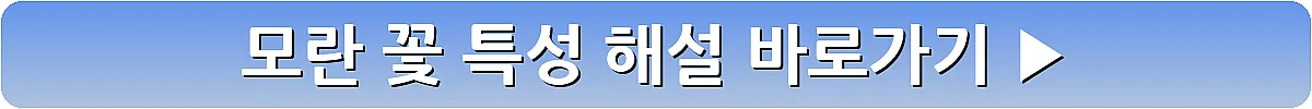 모란 꽃 특성 해설_5