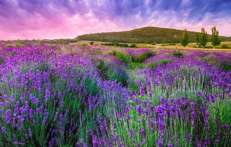  신경 안정에 좋은 라벤더(Lavender) 에센셜 오일
