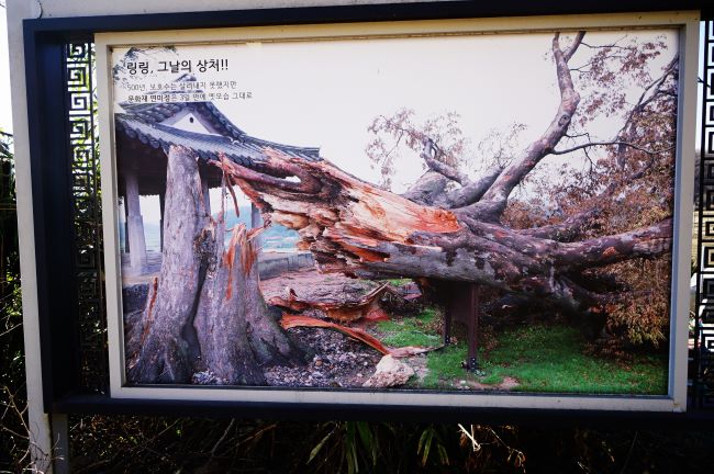 부러진 느티나무의 대형 사진