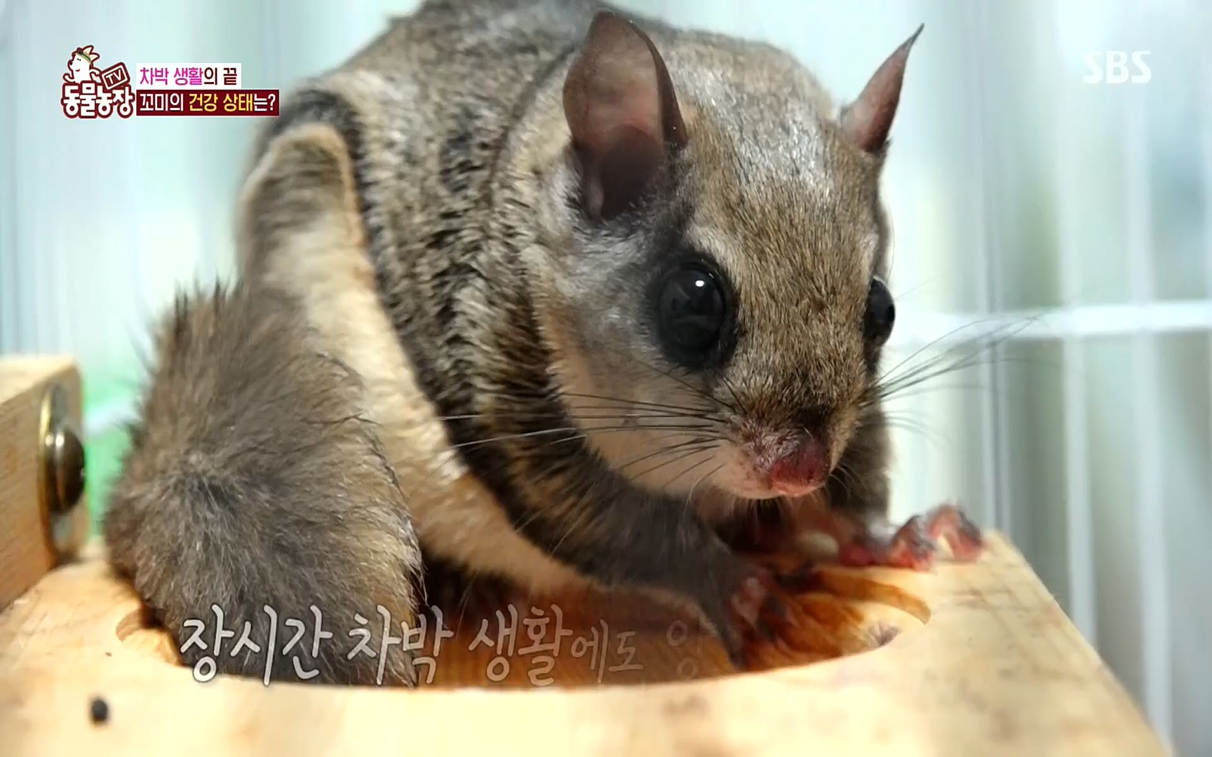 TV 동물농장.E1086.220911p.H264-F1RST.mp4_20220911_175411.044.jpg