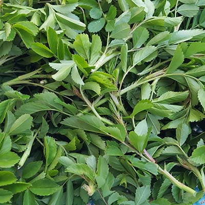 인삼-효능-먹는방법-부작용