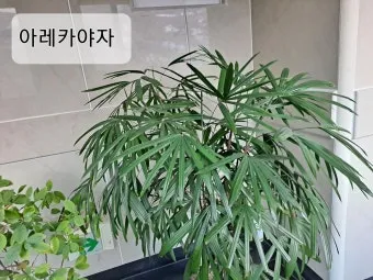 화초 종류 ABC 실내에서 기르기 좋은 아름다운 화초 10선 가이드_23